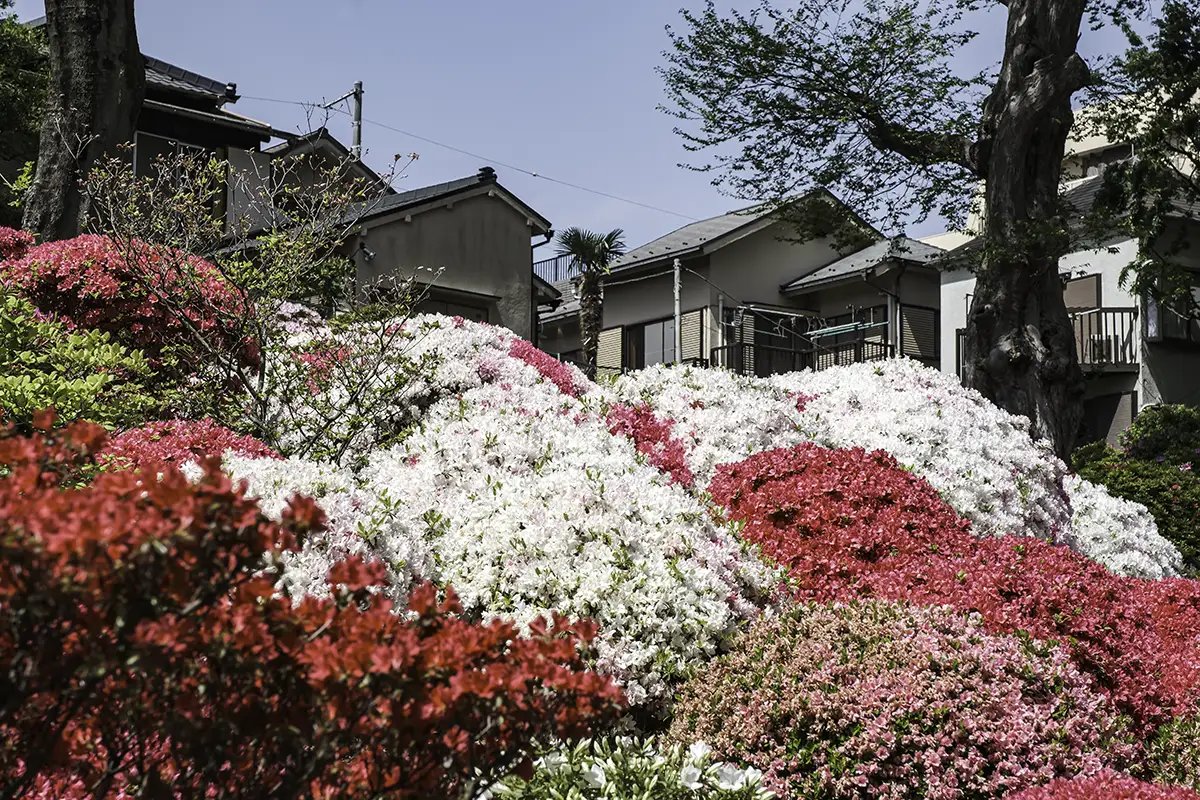 🌸 등나무 사찰 조젠지(정토종) 이미지 6